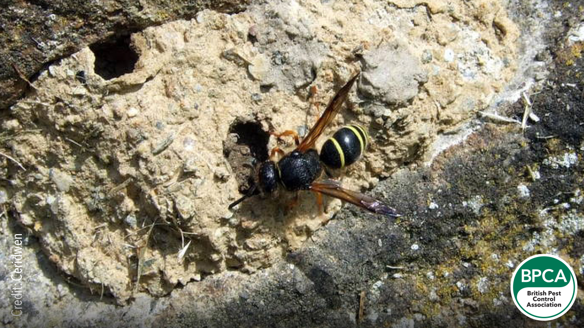 Mason or Potter wasp Eumeninae identification in the Uk Mason or Potter wasp Eumeninae identification in the Uk